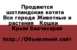 Продаются шотландские котята - Все города Животные и растения » Кошки   . Крым,Бахчисарай